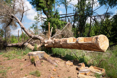 Tree trunk used as resting place on a hiking trail, Sauerland, Germanyの写真素材