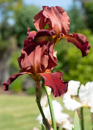 German iris (Iris barbata), close up image of the flower headの写真素材