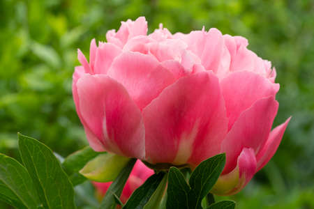 Close up image of Peony (Paeonia lactiflora), flowers of summerの写真素材