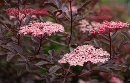 Black elder (Sambucus nigra), close up of the flower headの写真素材