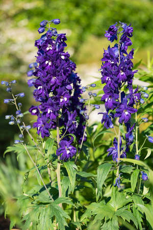 Candle larkspur (Delphinium elatum), close up of the flower headの写真素材