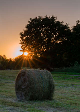 Panoramic image of hay rolls on a meadow against sunset, agriculture, Germanyの写真素材