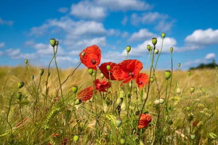 Corn field with poppies on a sunny dayの写真素材