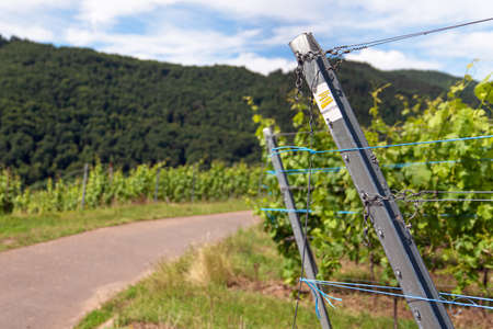 EDIGER-ELLER, GERMANY - JUNE 21, 2020: Long distance hiking trail Moselsteig with focus on the typical waymark on June 21, 2020 in Germanyのeditorial素材