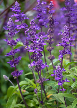 Close up image of Blue Sage (Salvia farinacea), flowers of summerの写真素材