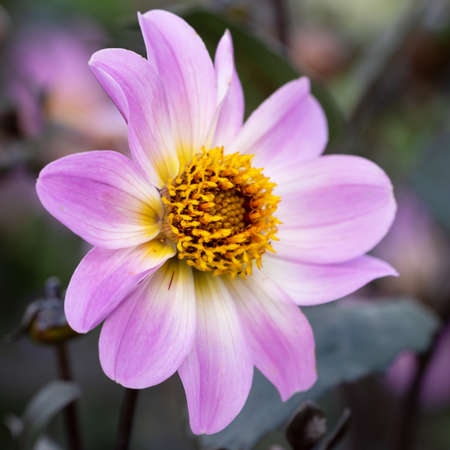 Close up image of Dahlia (Dahlia), flowers of summerの写真素材