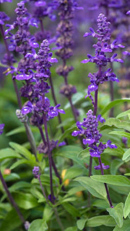 Close up image of Blue Sage (Salvia farinacea), flowers of summerの写真素材