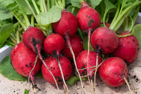 Harvest time, close up image of redish just after harvesting with roots and leafesの写真素材