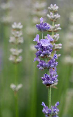 Lavender (Lavandula angustifolia), close up of the flower headの写真素材