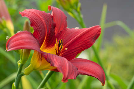 Day lily (Hemerocallis), close up of the flower headの写真素材