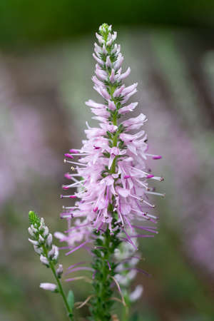 Speedwell Inspire Pink (Veronica spicata), close up of the flower headの写真素材