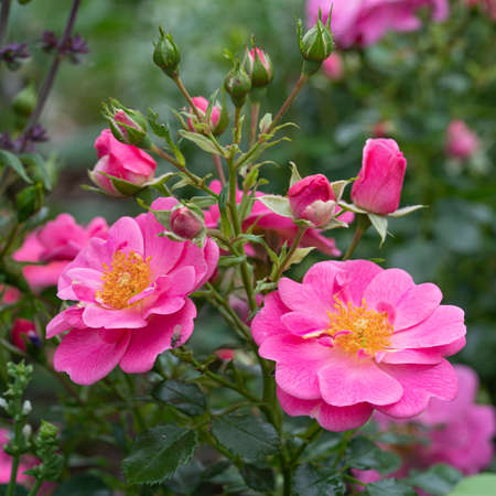 Dwarf rose (Rosa patio), bee-friendly flower of summerの写真素材