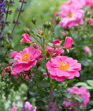 Dwarf rose (Rosa patio), bee-friendly flower of summerの写真素材