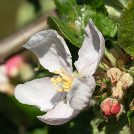 Apple tree (Malus domestica), blossoms of springtimeの写真素材