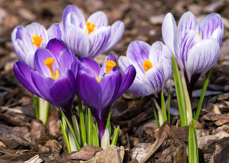 Crocus, close up image of the flowers of springの写真素材