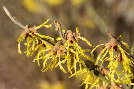 Witch Hazel Hybrid (Hamamelis intermedia), colors of springの写真素材