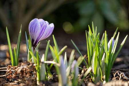 Crocus, close up image of the flowers of springの写真素材