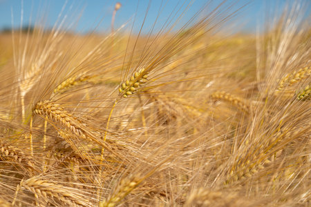 Close up image of a corn field on a sunny dayの写真素材