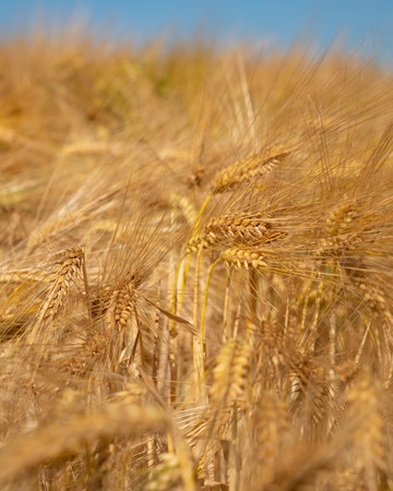 Close up image of a corn field on a sunny dayの写真素材