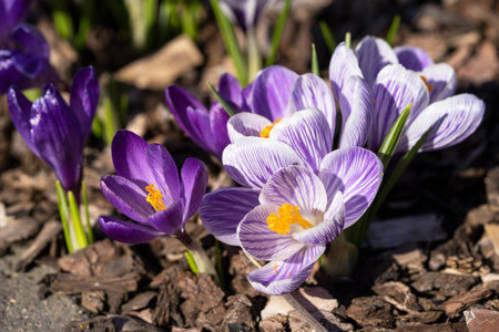 Crocus, close up image of the flowers of springの写真素材