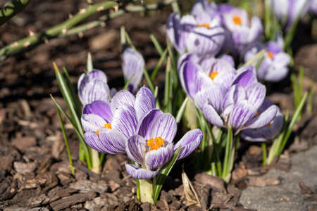 Crocus, close up image of the flowers of springの写真素材