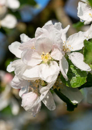 Apple tree (Malus domestica), blossoms of springtimeの写真素材
