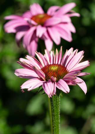 Coneflower (Echinacea purpurea), flowers of summerの写真素材