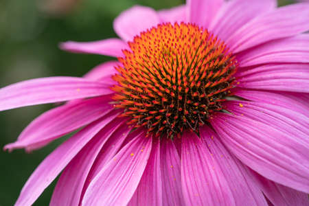Coneflower (Echinacea purpurea), flowers of summerの写真素材