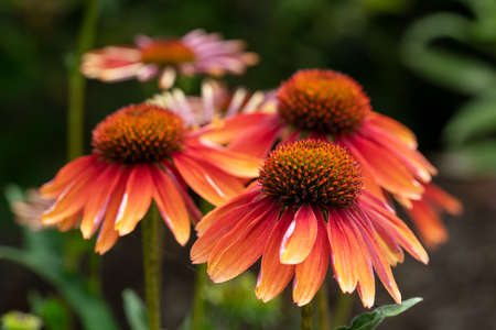 Coneflower (Echinacea purpurea), flowers of summerの写真素材