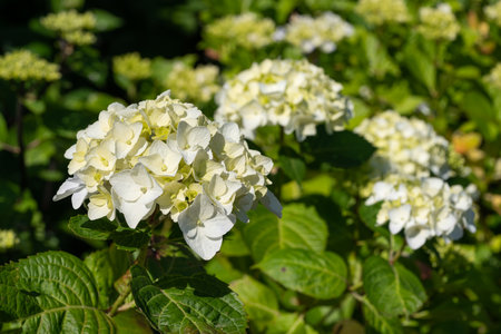 Penny mac (Hydrangea macrophylla), flowers of summerの写真素材