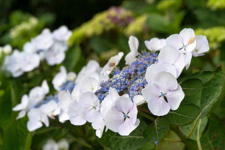 Penny mac (Hydrangea macrophylla), flowers of summerの写真素材