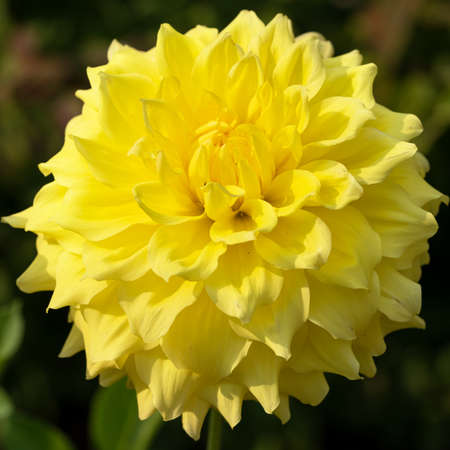 Dahlia (Dahlia), flowers of summerの写真素材