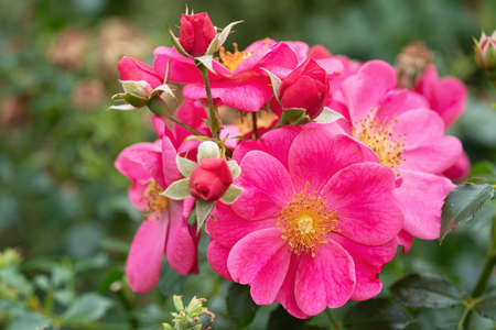 Dwarf rose (Rosa patio), bee-friendly flower of summerの写真素材