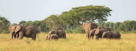 African elephant (Loxodonta africana), Queen Elizabeth National Park, Ugandaの写真素材