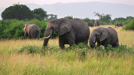 African elephant (Loxodonta africana), Queen Elizabeth National Park, Ugandaの写真素材