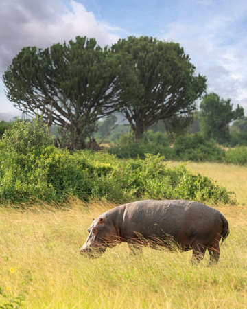 African buffalo (Syncerus caffer), Queen Elizabeth National Park, Ugandaの写真素材