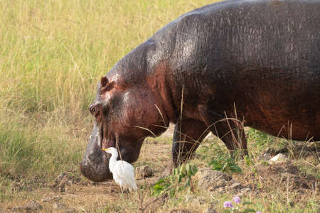 African buffalo (Syncerus caffer), Queen Elizabeth National Park, Ugandaの写真素材