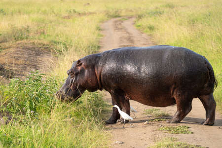 African buffalo (Syncerus caffer), Queen Elizabeth National Park, Uganda