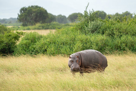 African buffalo (Syncerus caffer), Queen Elizabeth National Park, Ugandaの写真素材