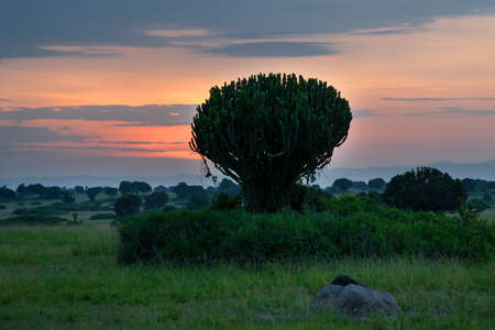 Panoramic image of the landscape of Queen Elizabeth National Park at sunrise, Ugandaの写真素材