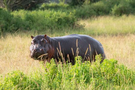 Hippo (Hippopotamus amphibius), Queen Elizabeth National Park, Ugandaの写真素材