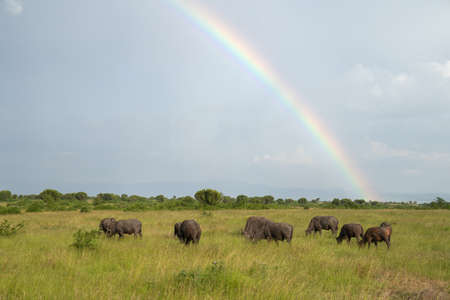 Landscape of Queen Elizabeth National Park with herd of buffalos against rainbow sky, Ugandaの写真素材