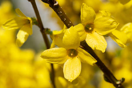 Forsythia (Forsythia Ã intermedia), flowers of springtimeの写真素材