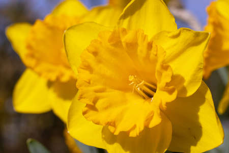 Daffodil (Narcissus pseudonarcissus), flowers of springtimeの写真素材