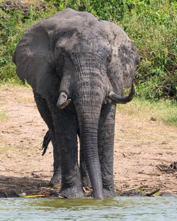 African elephant (Loxodonta africana), Kazinga Channel, Ugandaの写真素材