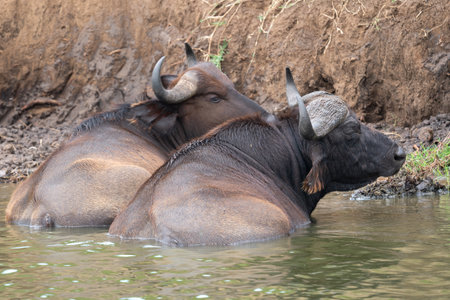 African buffalo (Syncerus caffer), Kazinga Channel, Ugandaの写真素材