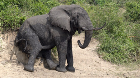 African elephant (Loxodonta africana), Kazinga Channel, Ugandaの写真素材