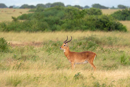 Uganda Kob (Kobus thomasi), National Parks of Ugandaの写真素材