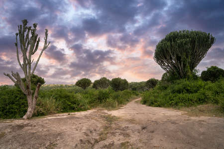 Panoramic landscape, National Parks of Uganda, Africaの写真素材