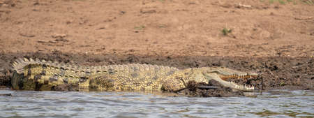 Nile Crocodile (Crocodylus niloticus), photo was taken on Kazinga Channel, Ugandaの写真素材